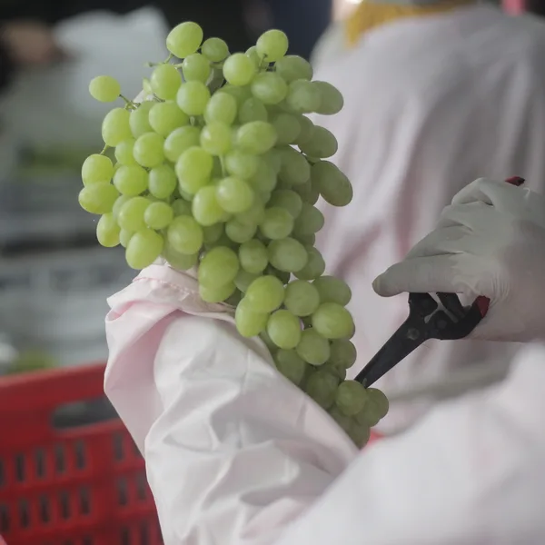 White grapes being trimmed during packing