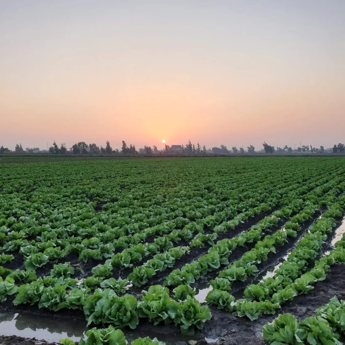 Rows of lettuce under irrigation at sunset on the Tanta farm