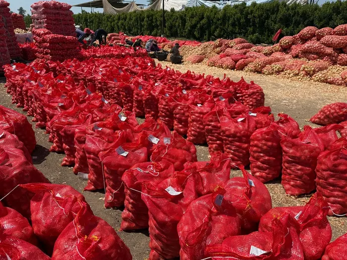 Filled onion sacks lined up in the field