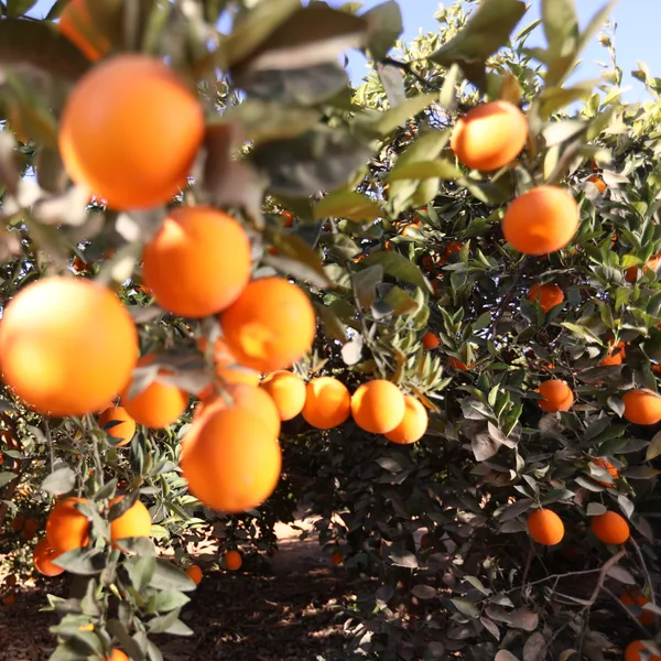 Easy-peeler mandarins on the branch
