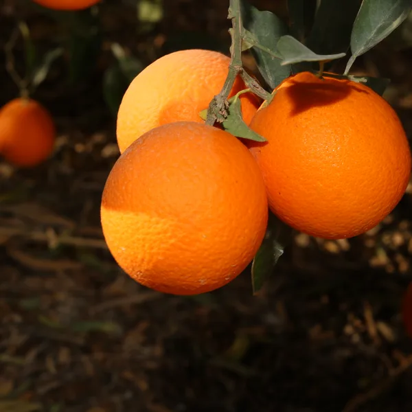 Navel oranges on the branch