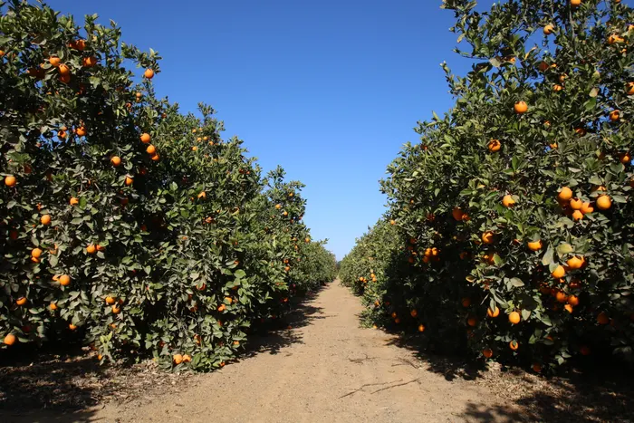 An avenue between orange rows