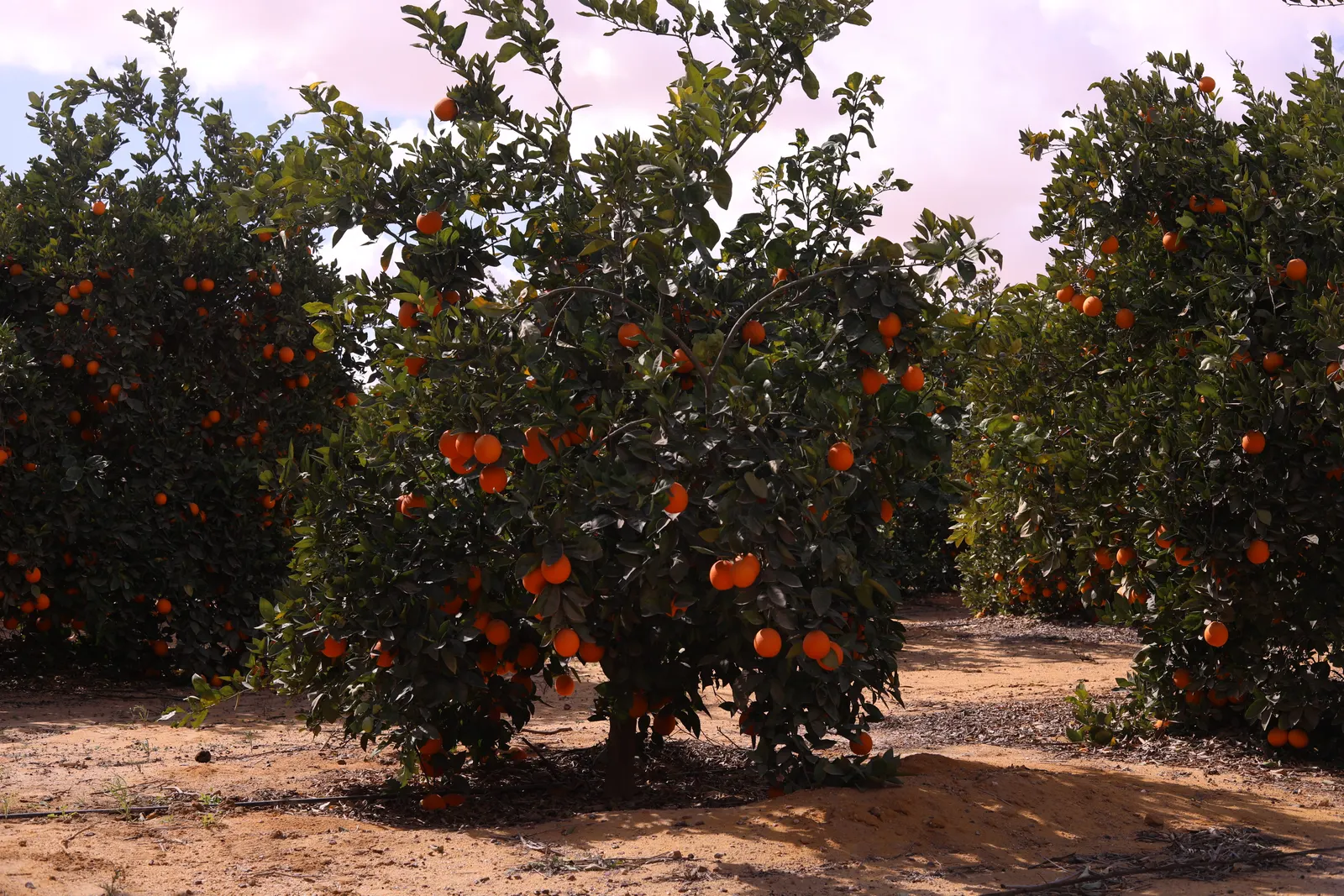 Rows of orange trees in full fruit across the ElBishbishy orchard