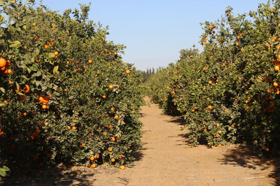 The ElBishbishy orchard today, rows of citrus under an open sky