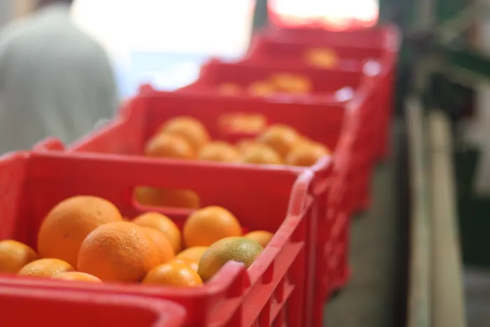 Oranges packed into field crates