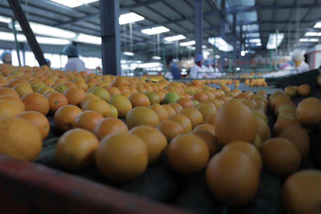 Oranges moving along the grading line inside the ElBishbishy packing house